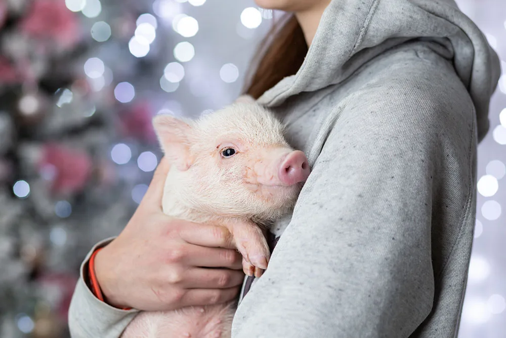 Americans Against Potbellied Pigs Slaughter