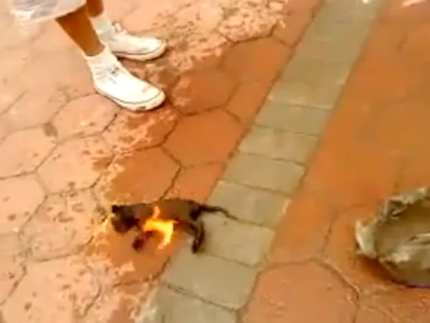 Stop Facebook from Posting Animal Abuse/Cruelty Videos
