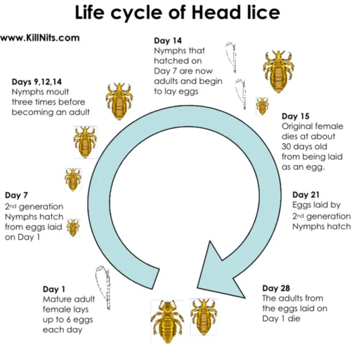 Change KPBSD Health Services Lice Policy. BRING BACK COURTESY NOTE.