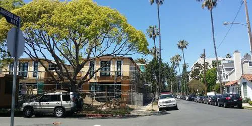 Save the Trees on Amherst & Gorham