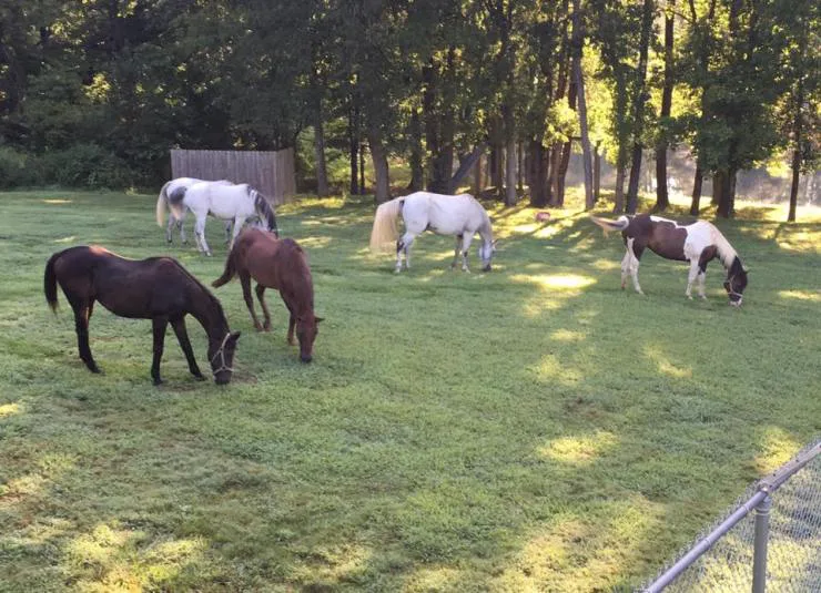 Save Buck Creek Valley Equine Rescue!