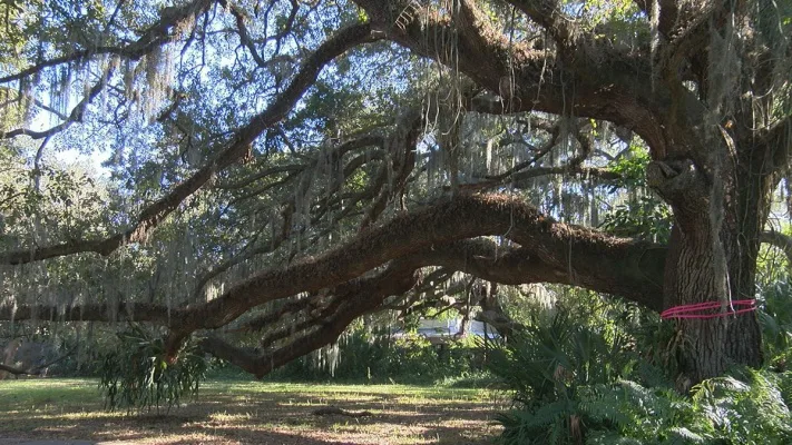 Save Pink Floyd Grand Oak