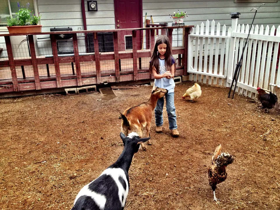 Bend Urban Goats