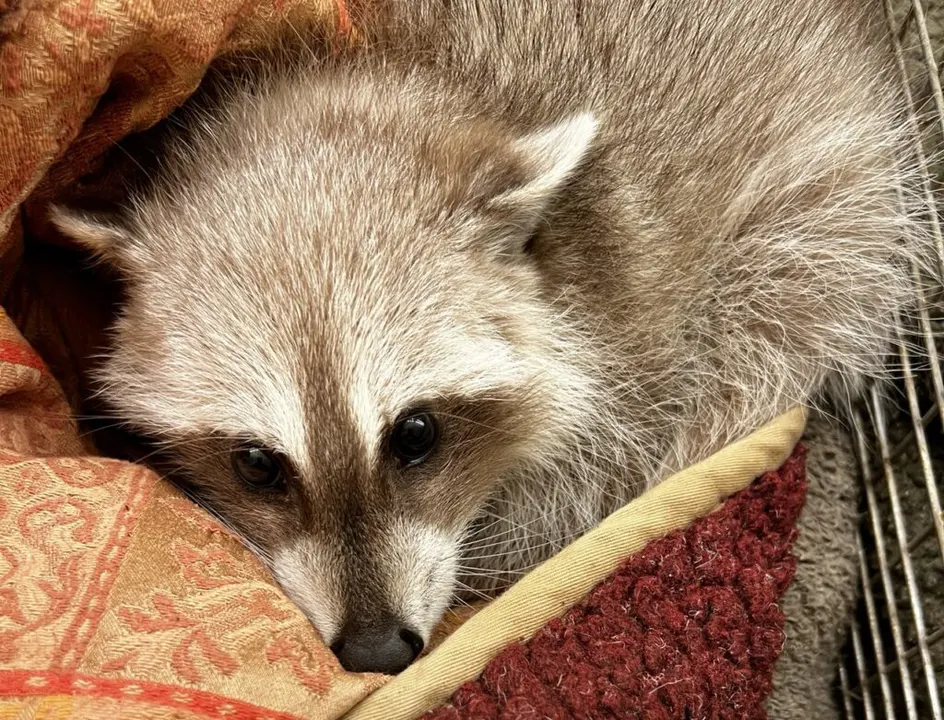 Exotic Pets,Their Breeders, & Owners Have Rights Too