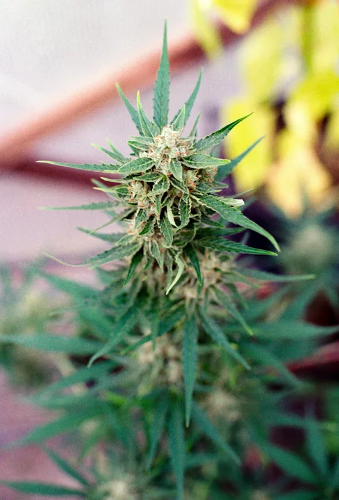 Legalizacion de la Marihuana en Colombia