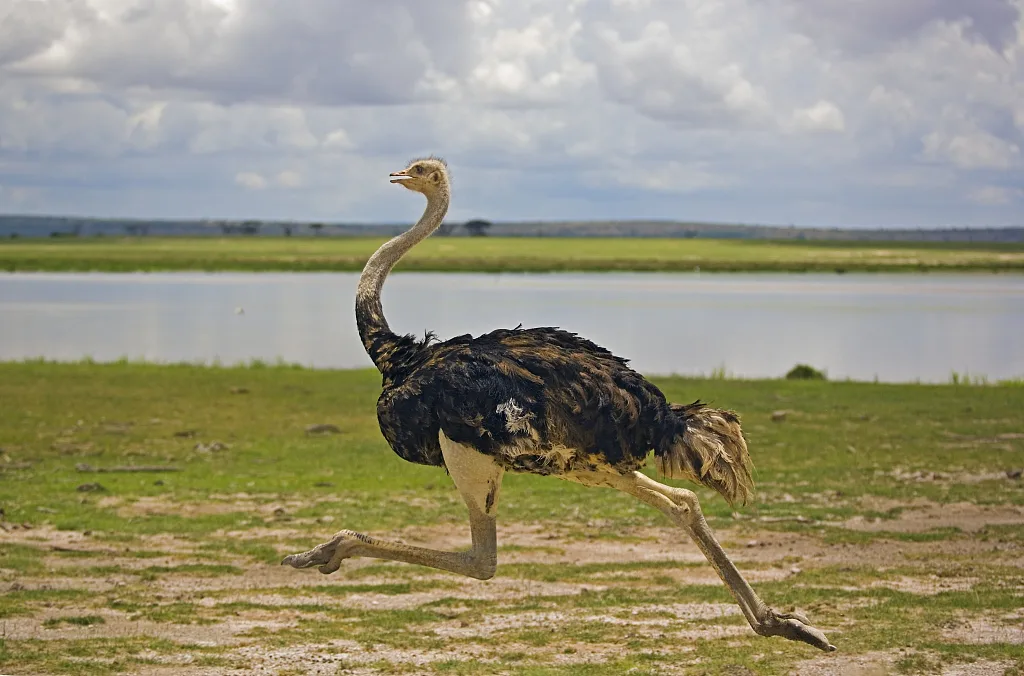 Ostrich  in GTA Online