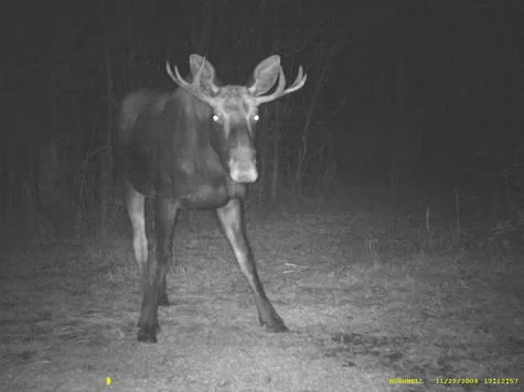 STOP INDIGENOUS NIGHT HUNTING