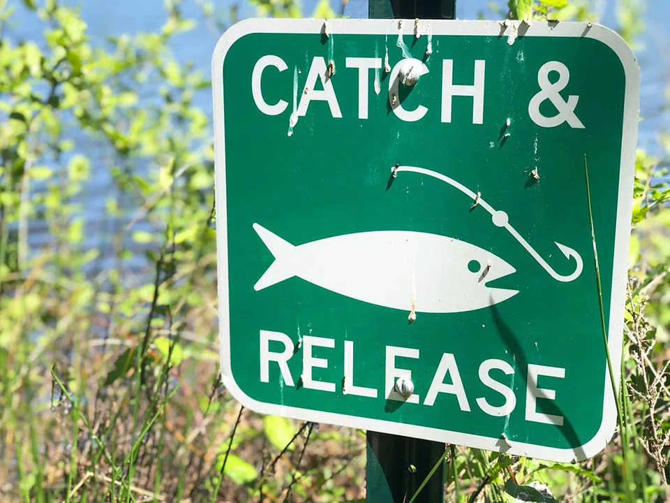 Seed more ponds with gamefish and promote CnR
