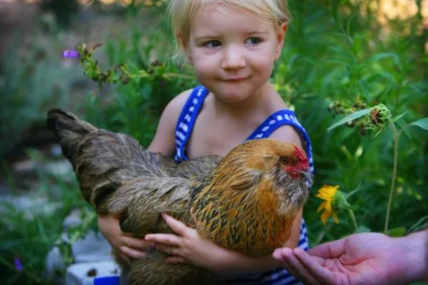 Vote for Urban Chickens Kelowna!