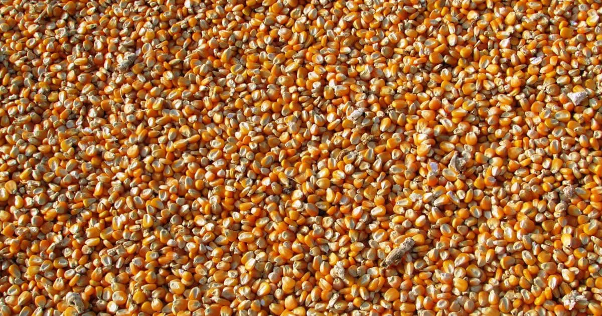 BAN GM FOOD AND MAKE FREE IN REAL SENSE ON THIS INDEPENDANCE DAY. 