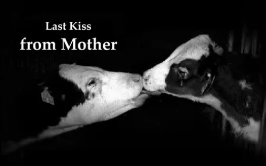 A voice for the voiceless