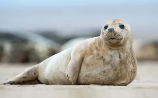 STOP THE MURDER OF THOUSANDS OF SEALS ISSUES BY THE CANADIAN GOVERNMENT
