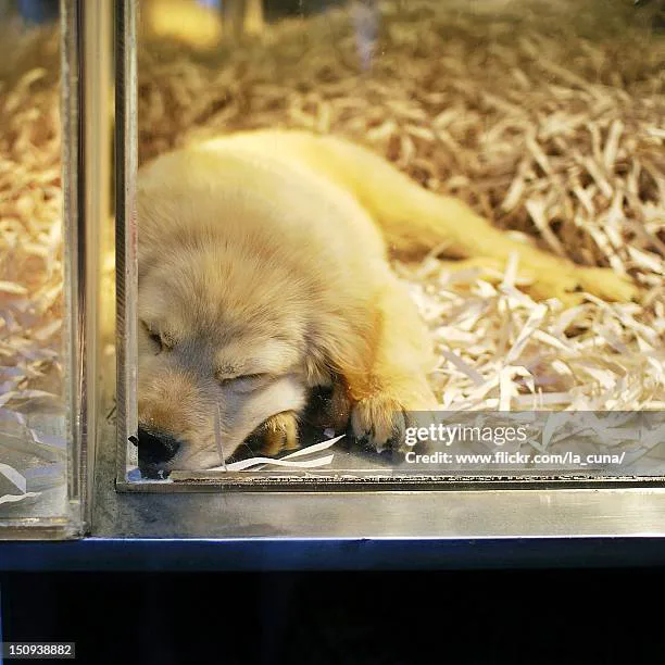 Change CT Puppy Lemon Law