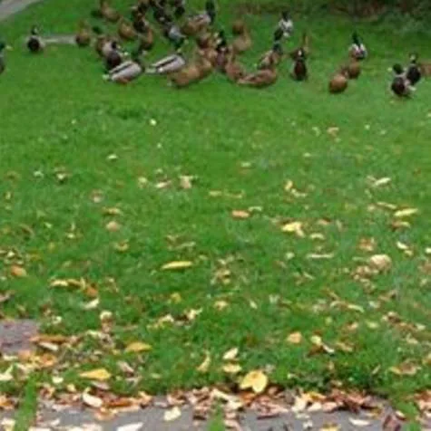 Save our ducks