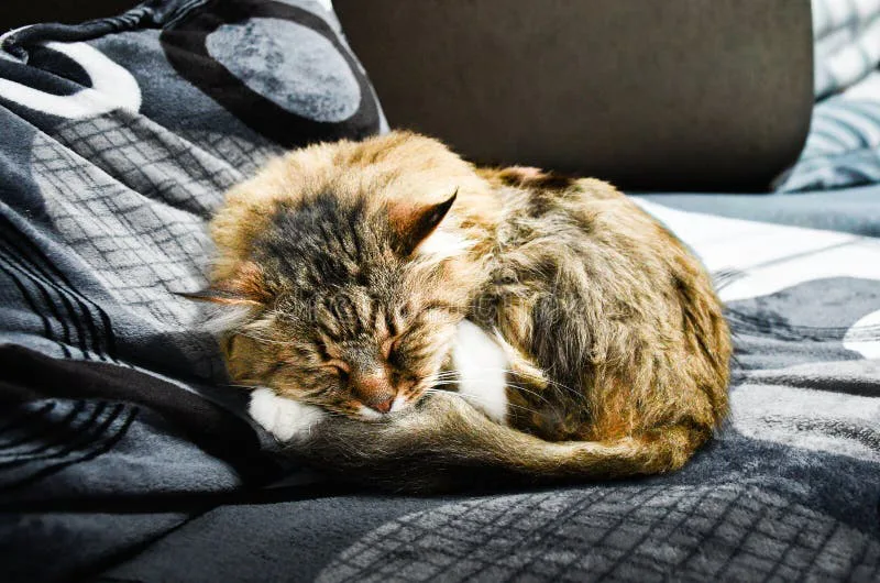 Get Cat a cat