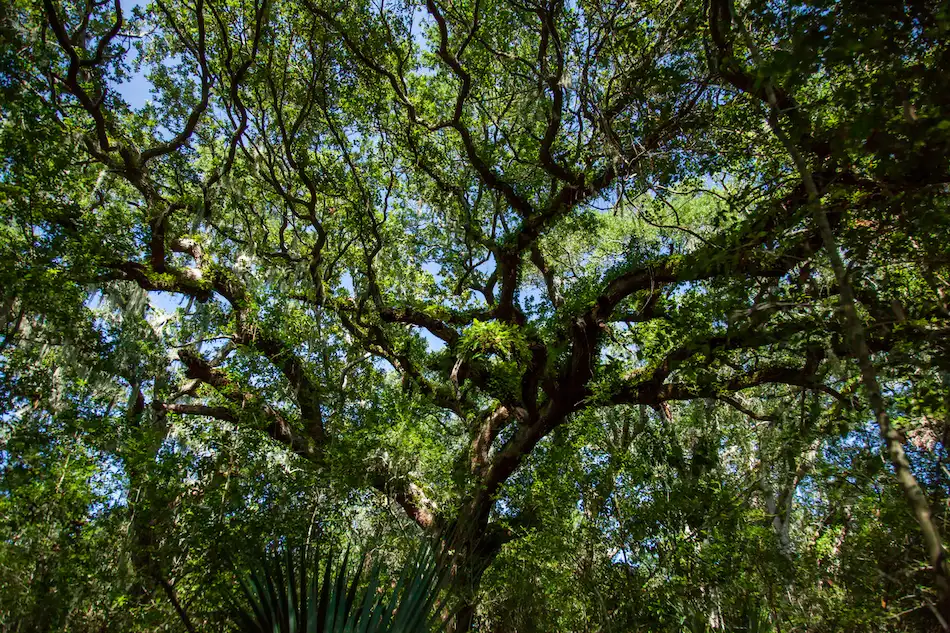 Save Amelia's Trees 