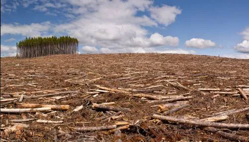 Stop Deforestation