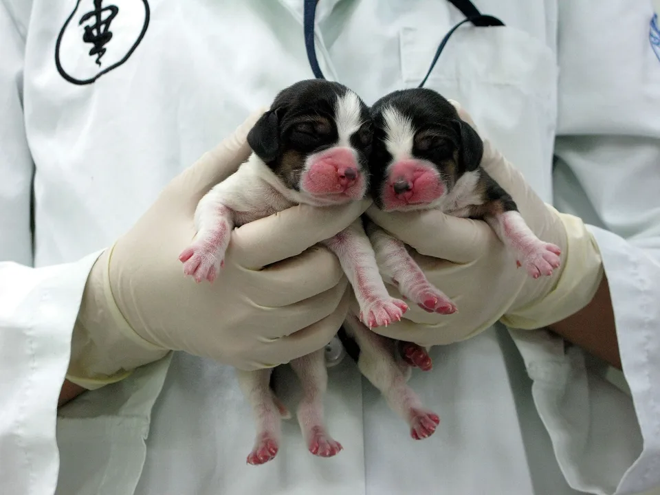 Stop the Cloning of Animals