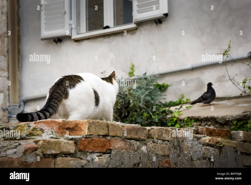 Cat Curfew