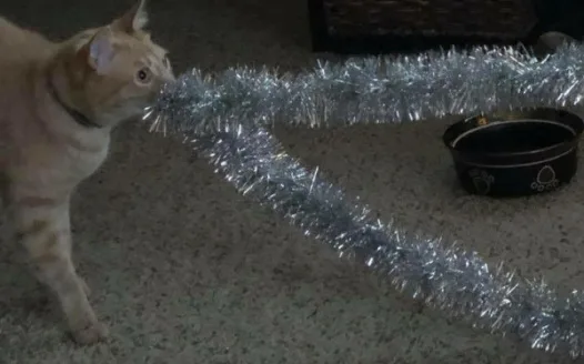 Give Gary back his Christmas tree