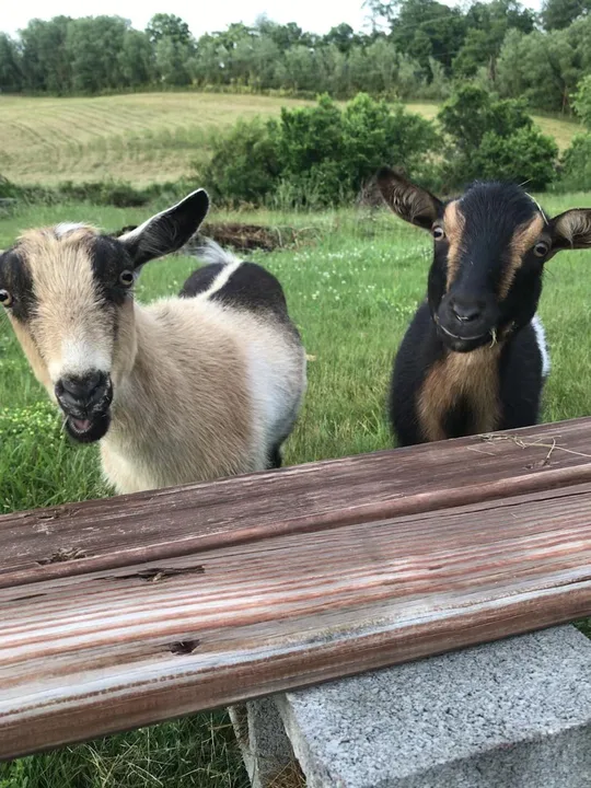 Let the Goats Stay!