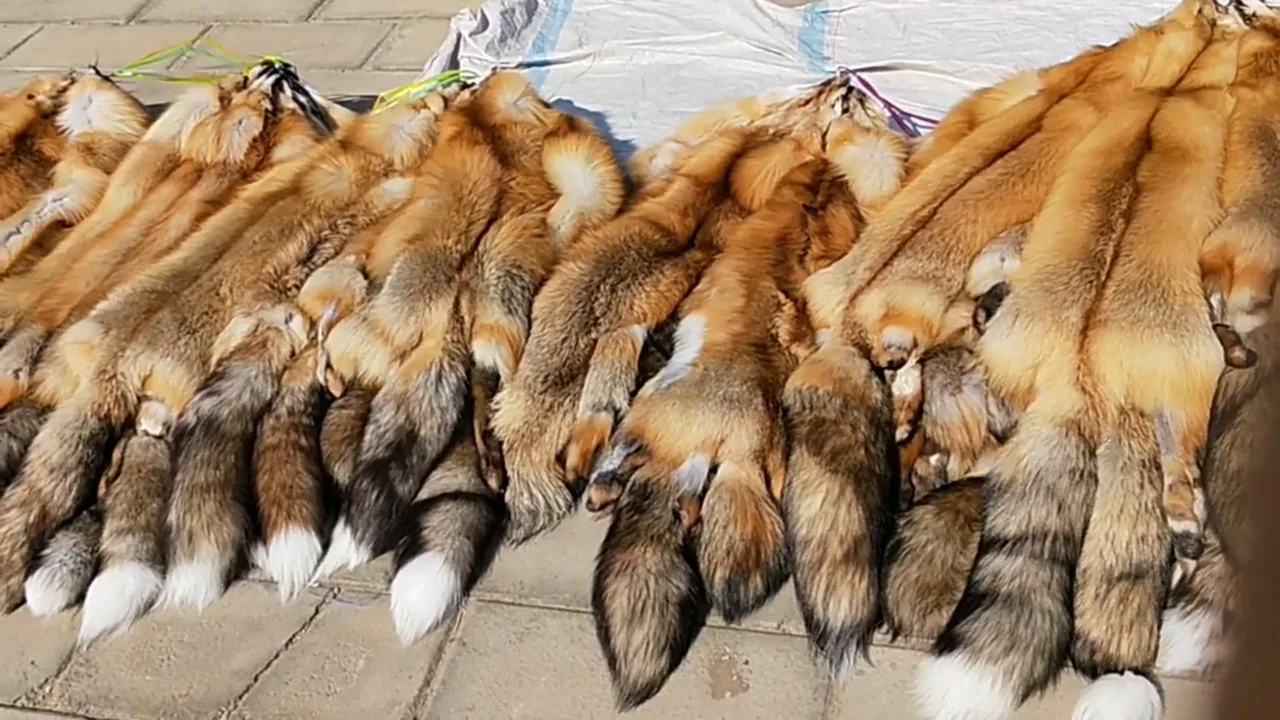 Animal Rights - The China Fur Trade