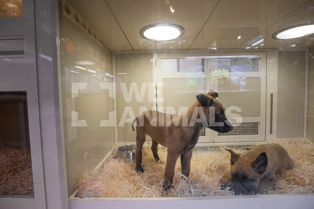 Ban Animal Trading