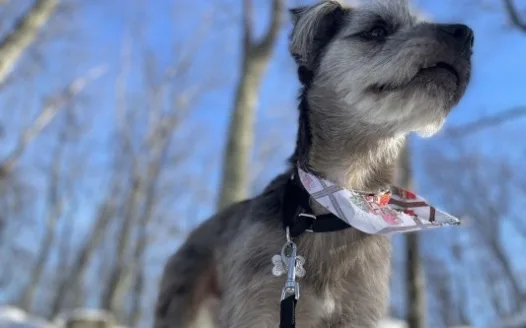 North Attleboro Dog Park