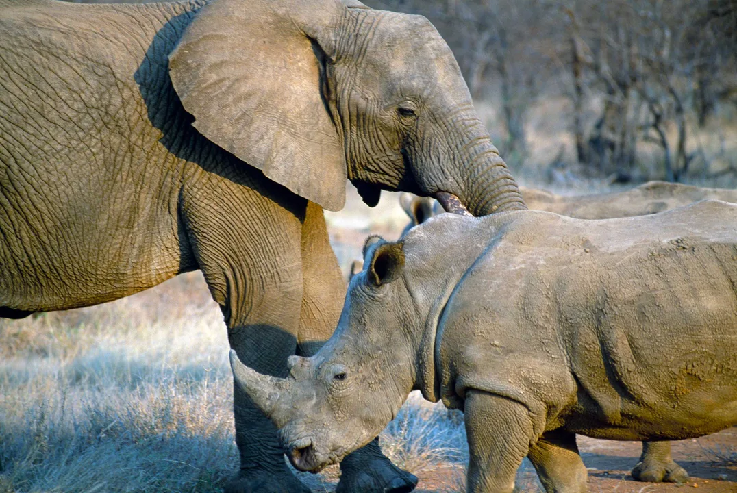 STOP THE POACHERS