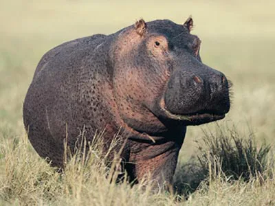 Petition for Apple to Add A Hippo Emoji