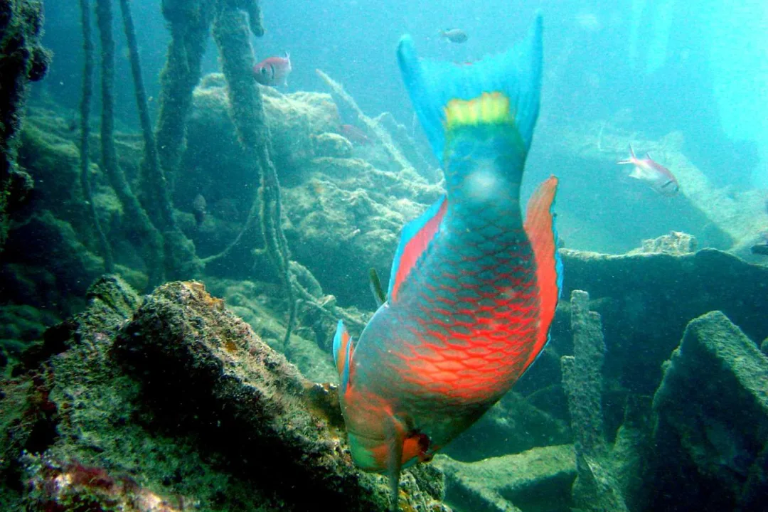 Stop Degradation of Cape Verdean Wildlife by Chinese Construction