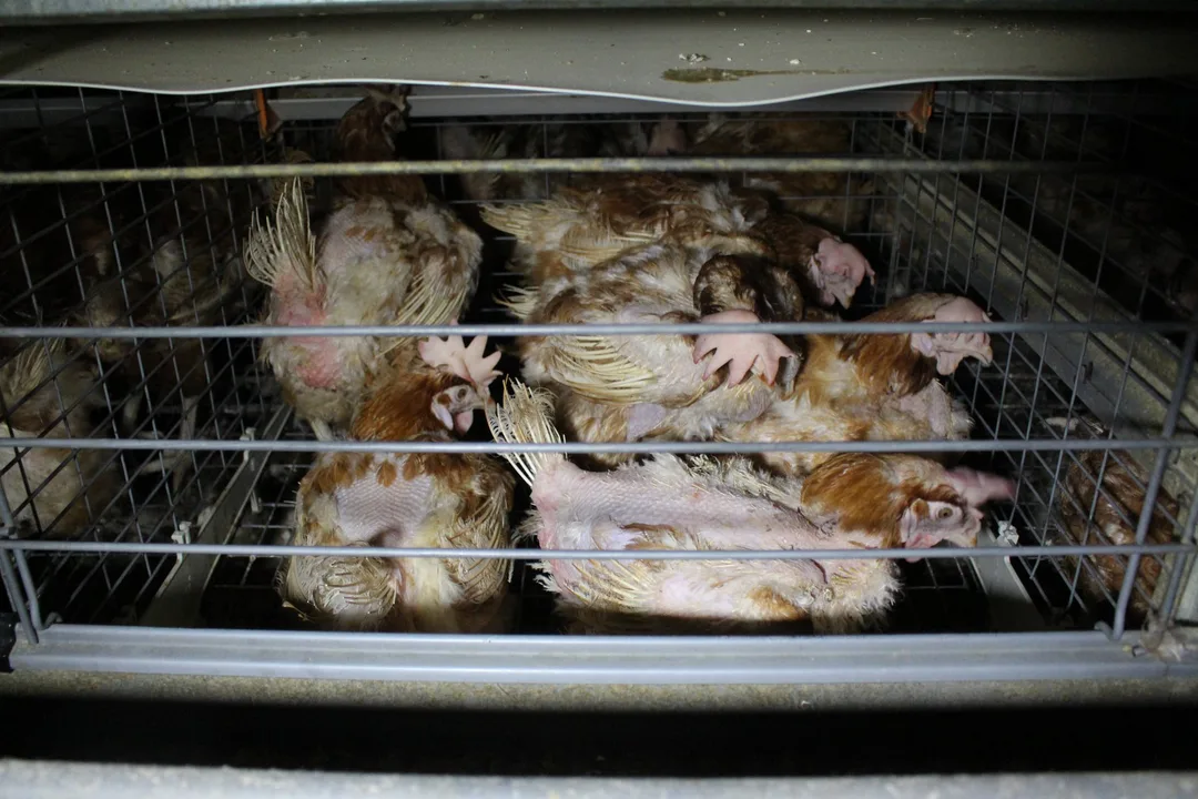 Urgent EU Better live of Hens