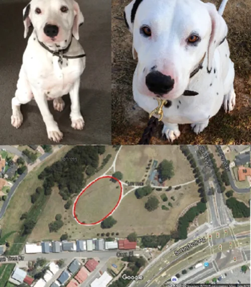 Let's Make Stanhope Gardens Dog Park Safe