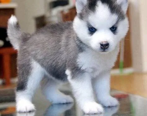 HELP ME GET A DOG!!!