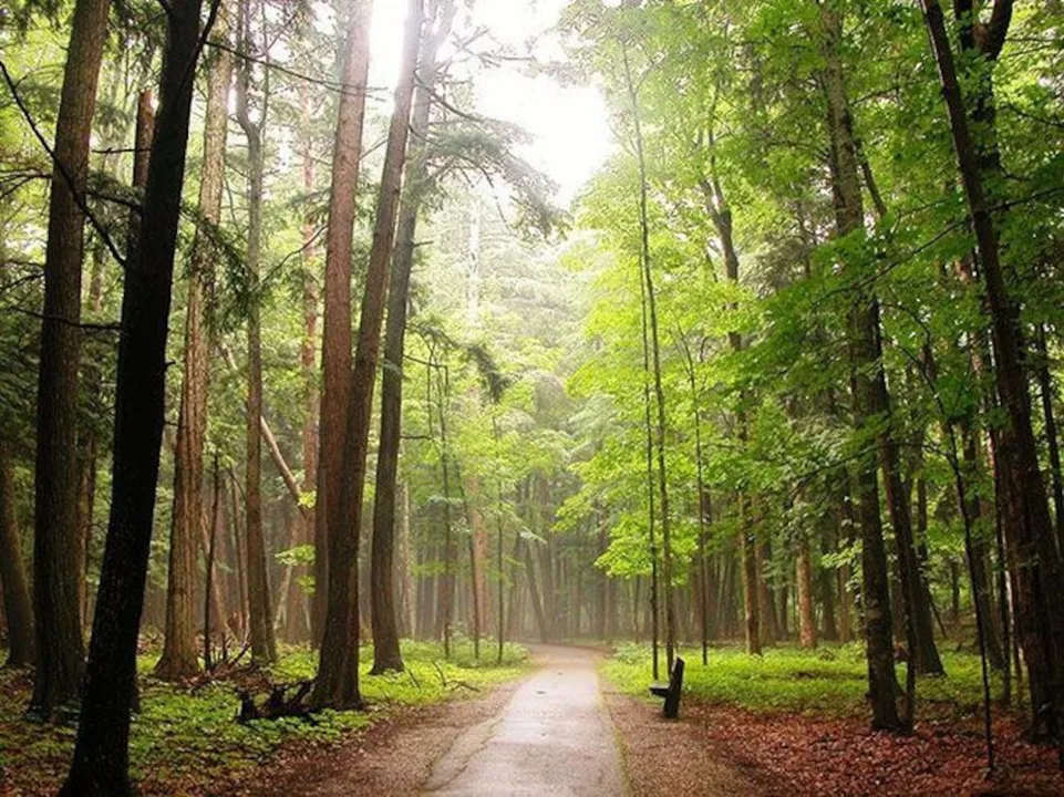 Ban Clear-Cutting State Forests Within 200 Yards of a Road, Residence, Stream, Lake, or Wetland in the State of Michigan