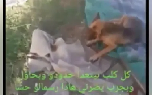 لمحاسبة تيسير محمد مراد وكل من يسيء الى الحيوان في لبنان