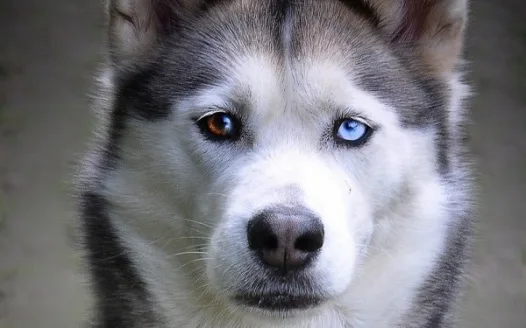 Add more husky items