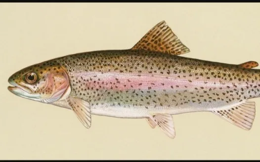 Steelhead Mascot for the Idaho Steelheads!