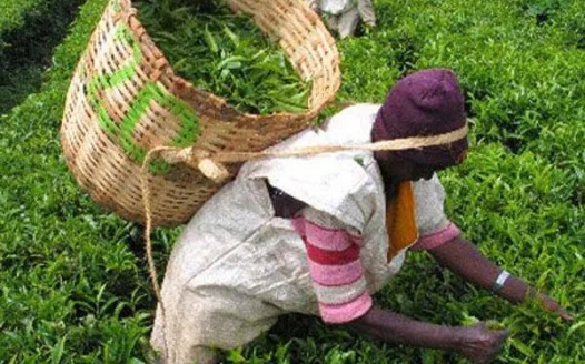 NAIROBI TEA AUCTION NOW