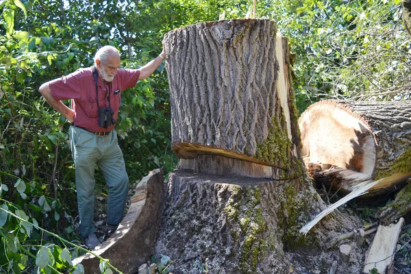 Stop the illegal destruction of eagle nests