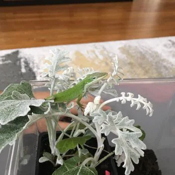 St. George's Dragon Orphanage: Stop Abuse of Green Anole Lizards