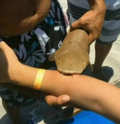 Tell the FWC to charge girl who provoked the death of juvenile nurse shark in Boca Raton with animal cruelty.