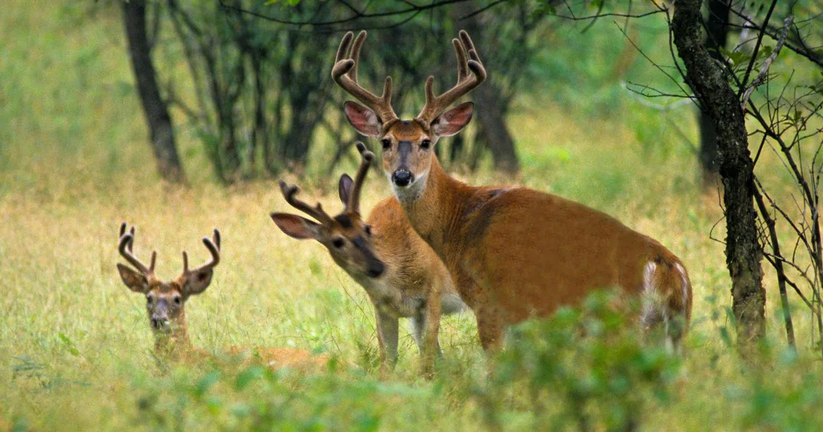 Rename Alexander 'Bambi'