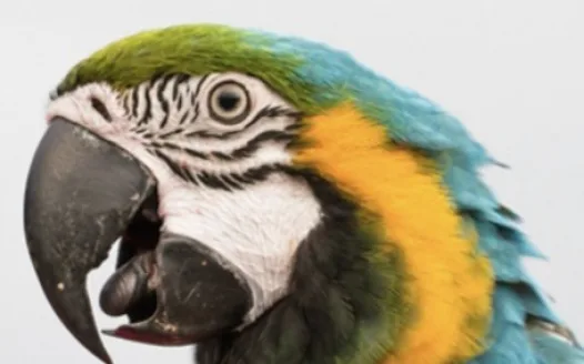 100,000 signatures for a pet parrot