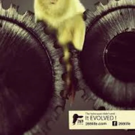 Day-old chicks in grinder