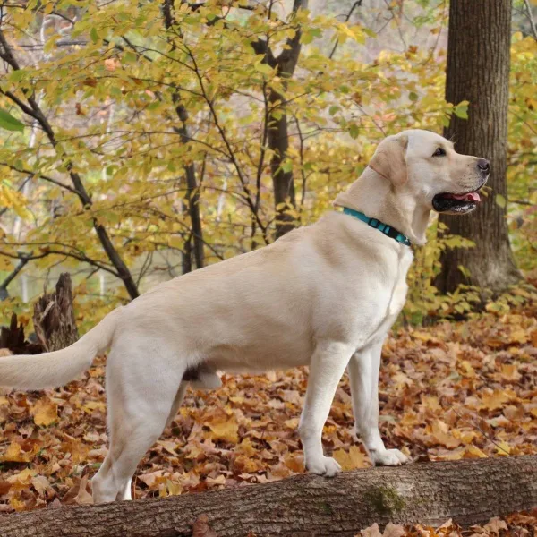 End Promoting Labrador Obesity at AKC Dog Shows