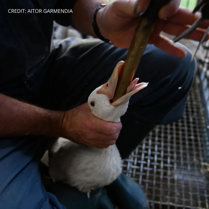 Put a STOP to the sale and production of Foie Gras in Ontario, Canada