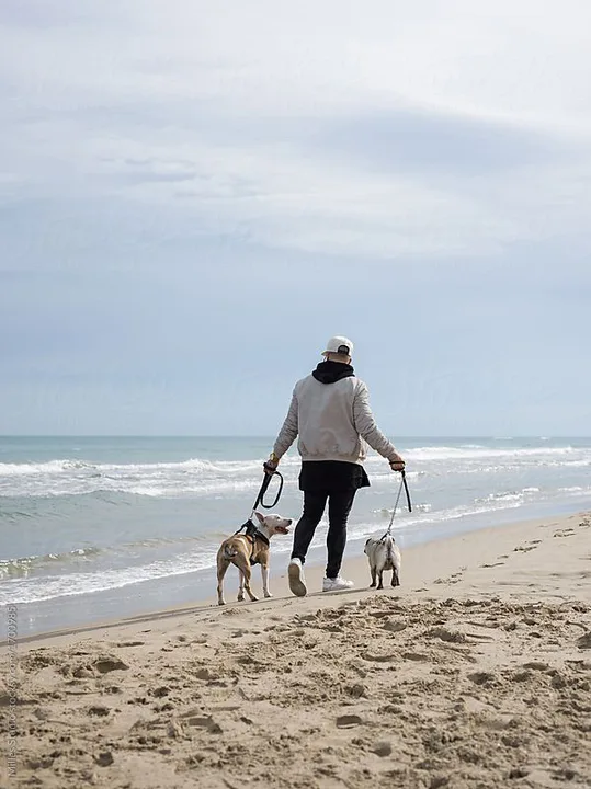 Allow dogs on beach in Summer