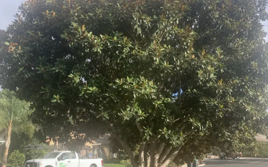 Save the Magnolia tree