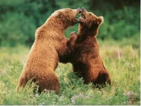 Save The Bears And Wolves